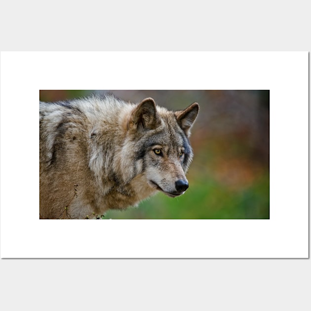 Timber Wolf Wall Art by jaydee1400